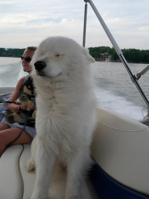 dog on boat